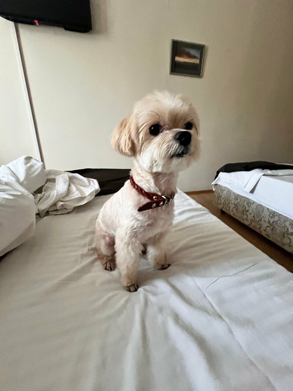 Гостиница Белый Дом Геленджик-92